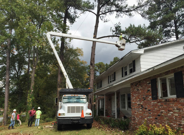 Tree and Shrub Care in Bangor, WI