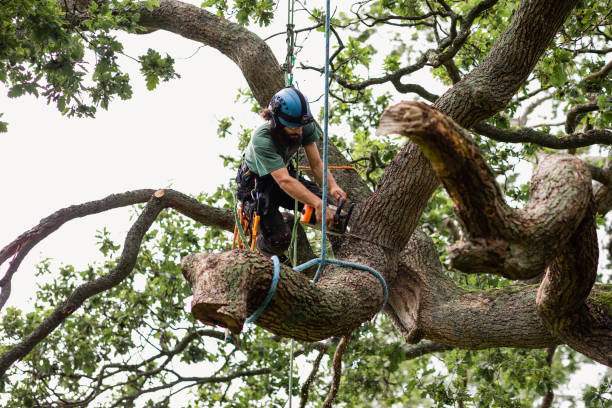 How Our Tree Care Process Works  in  Bangor, WI